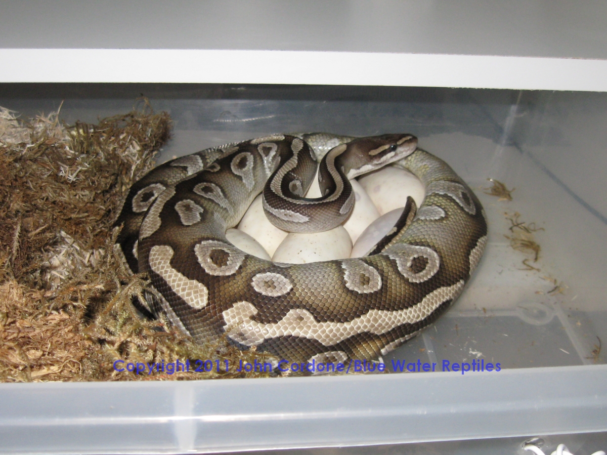Bella lays 8 eggs 5-23-2011