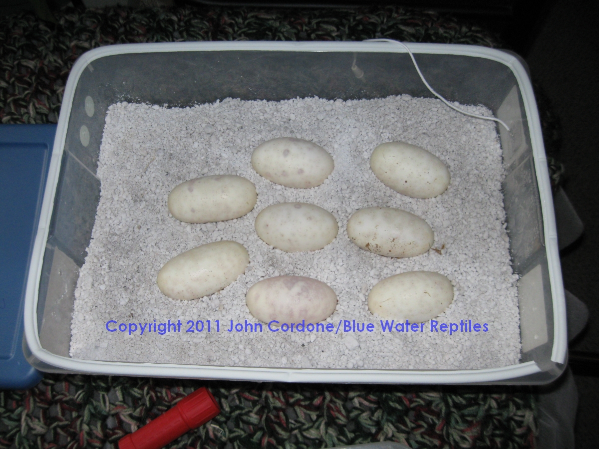 Bella lays 8 eggs 5-23-2011