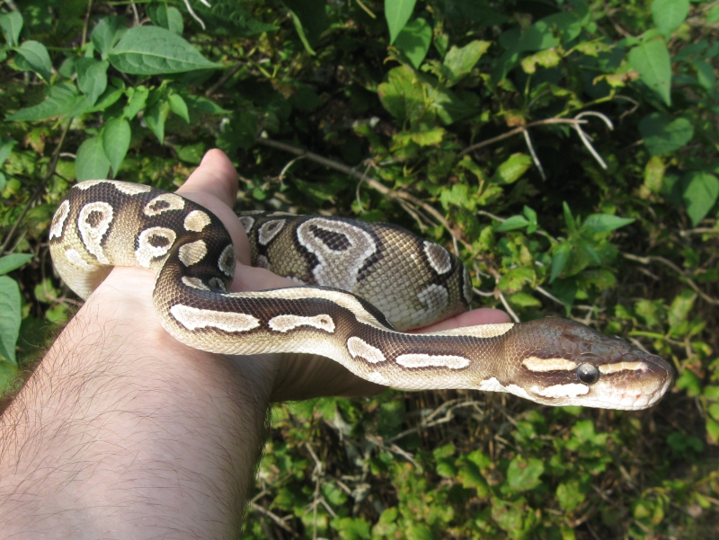 Bella - my female Mojave BP
