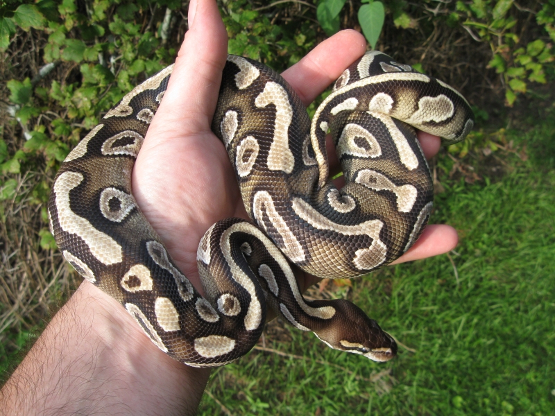 Bella - my female Mojave BP