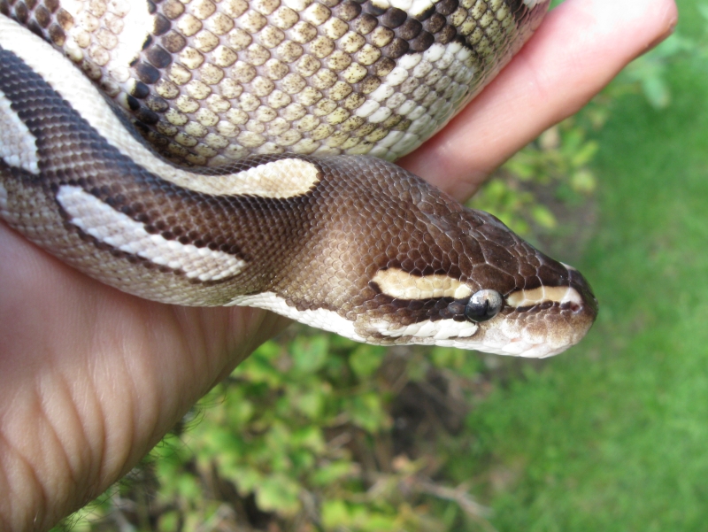 Bella - my female Mojave BP