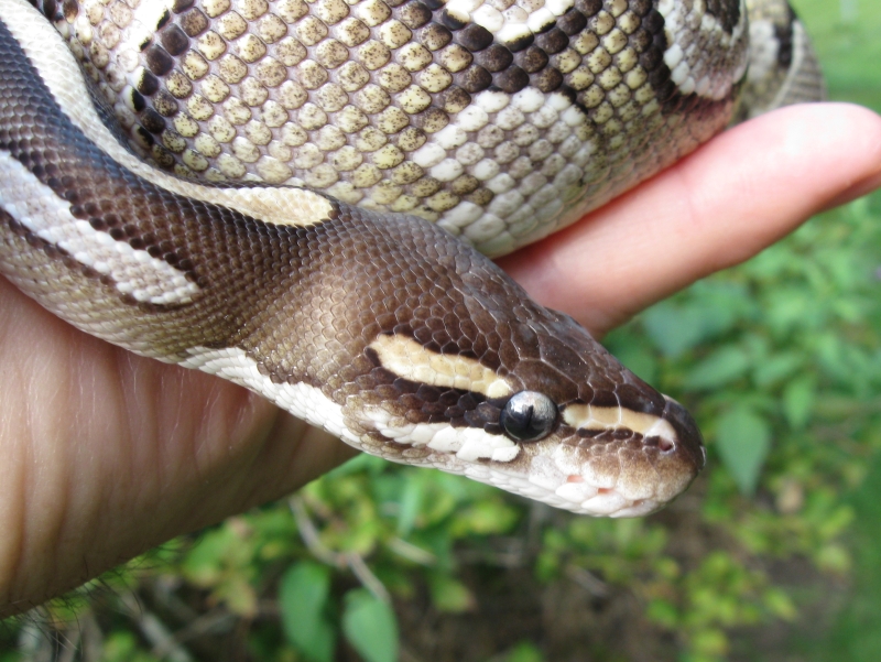 Bella - my female Mojave BP