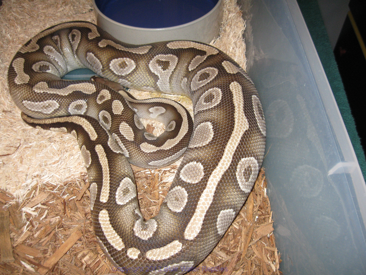 Bella Ovulation