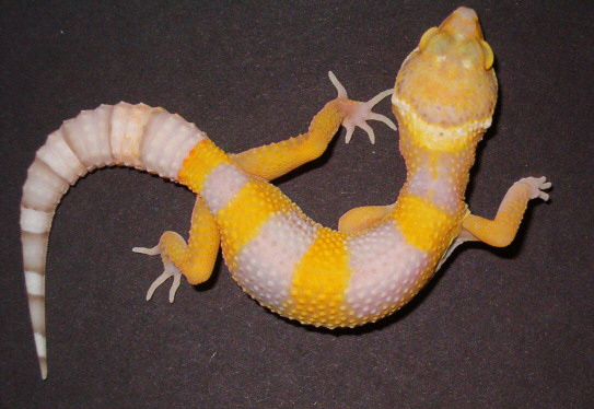 BellALbino1_5-30