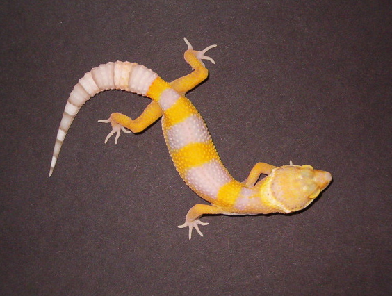 BellALbino_5-30