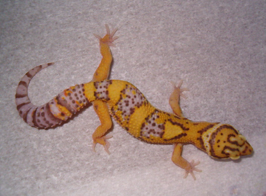 BellAlbinoMale