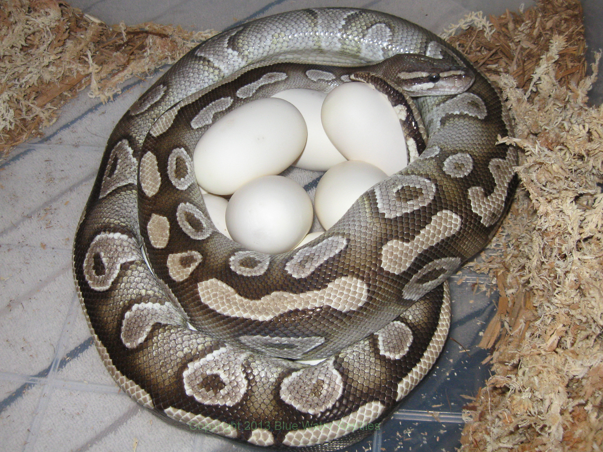 Bella's Eggs