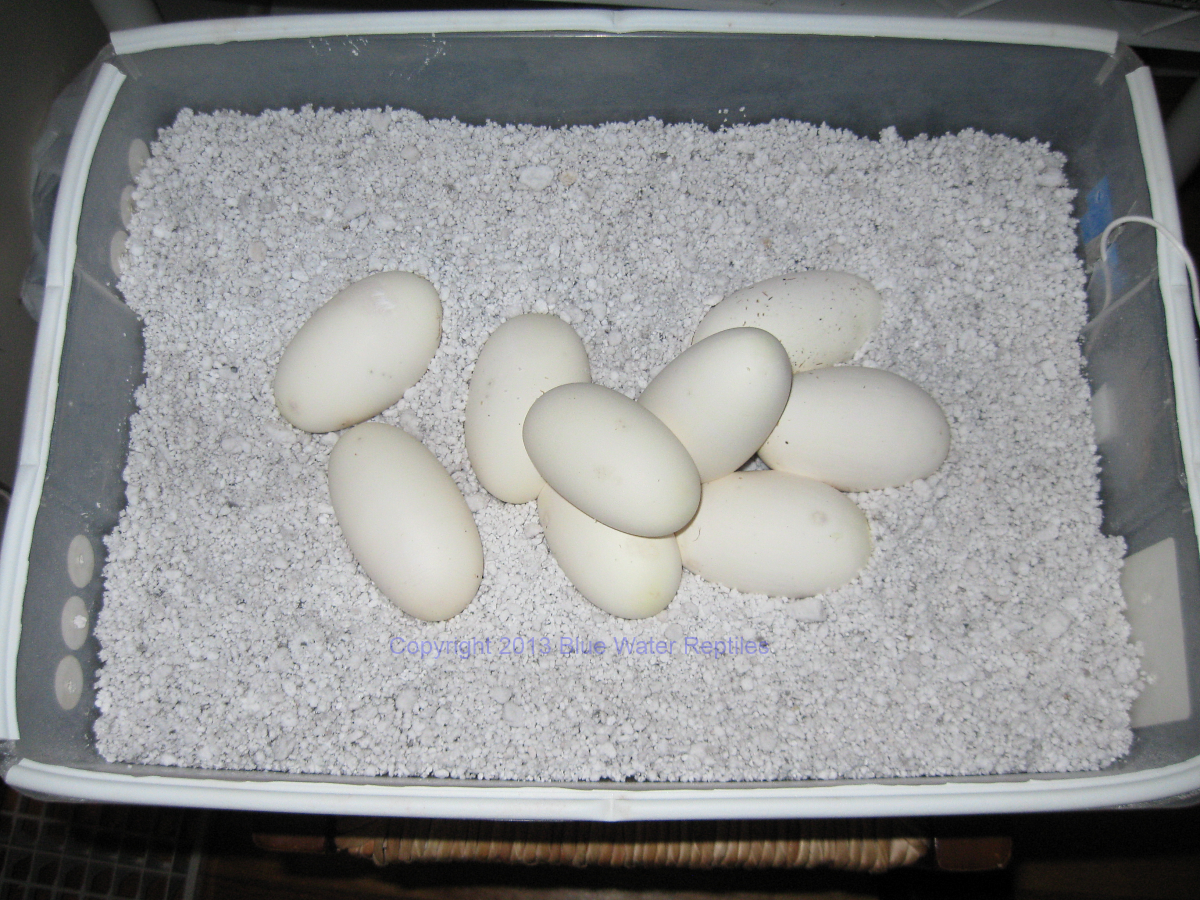 Bella's Eggs