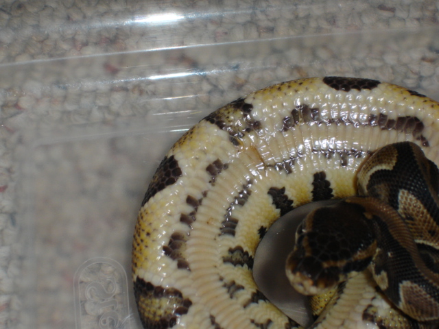Belly Rot 1