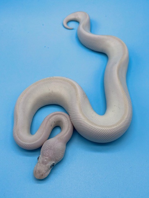 BELM1
