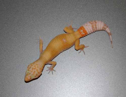 Better shot of the SHCT LV albino colors