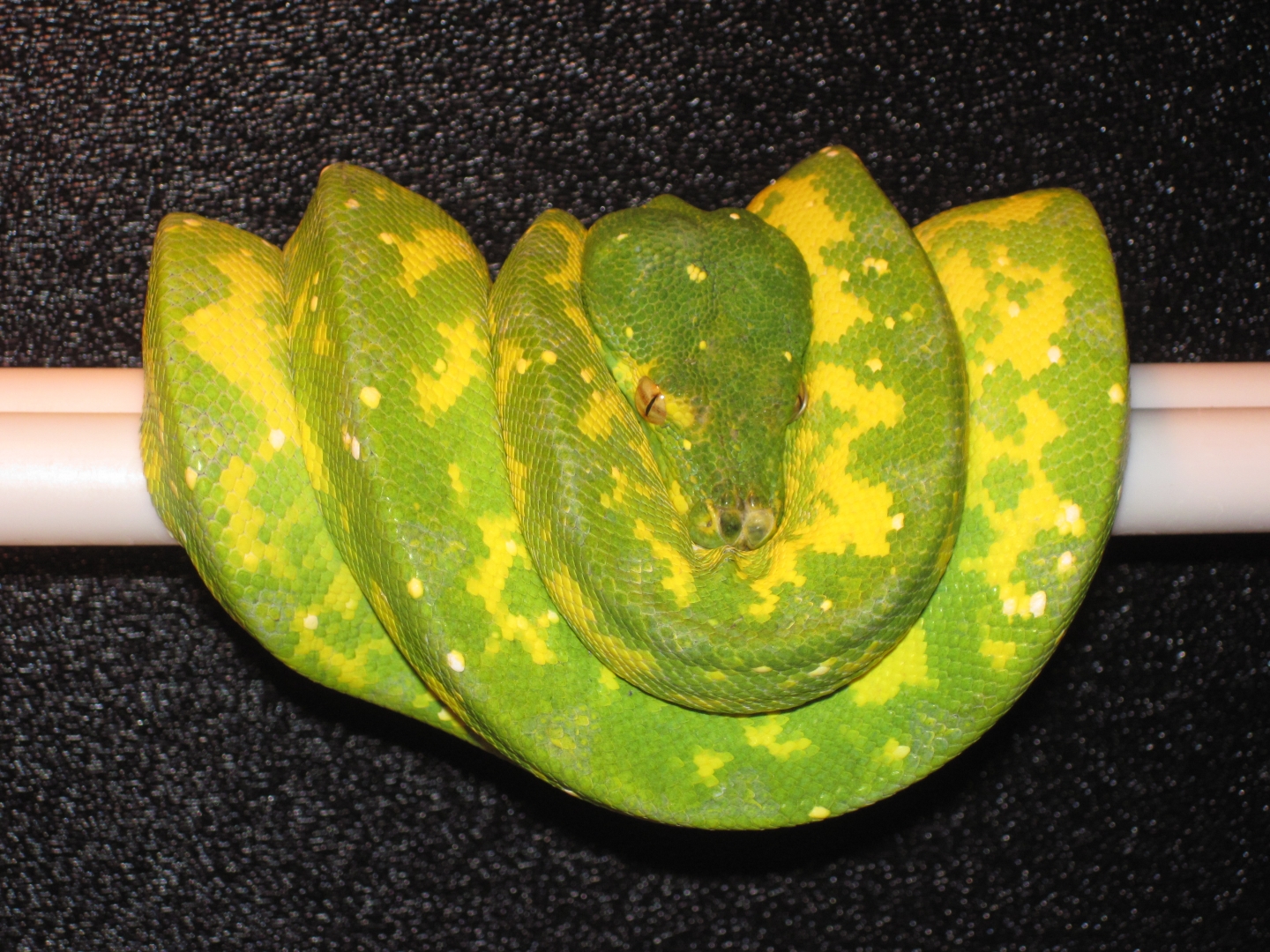 Biak during color change