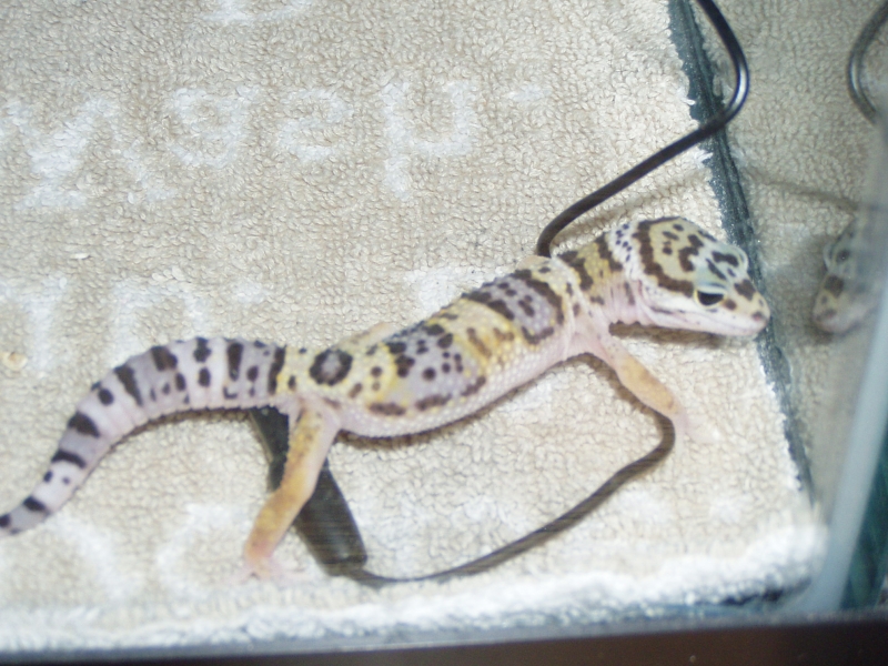 bichitos003