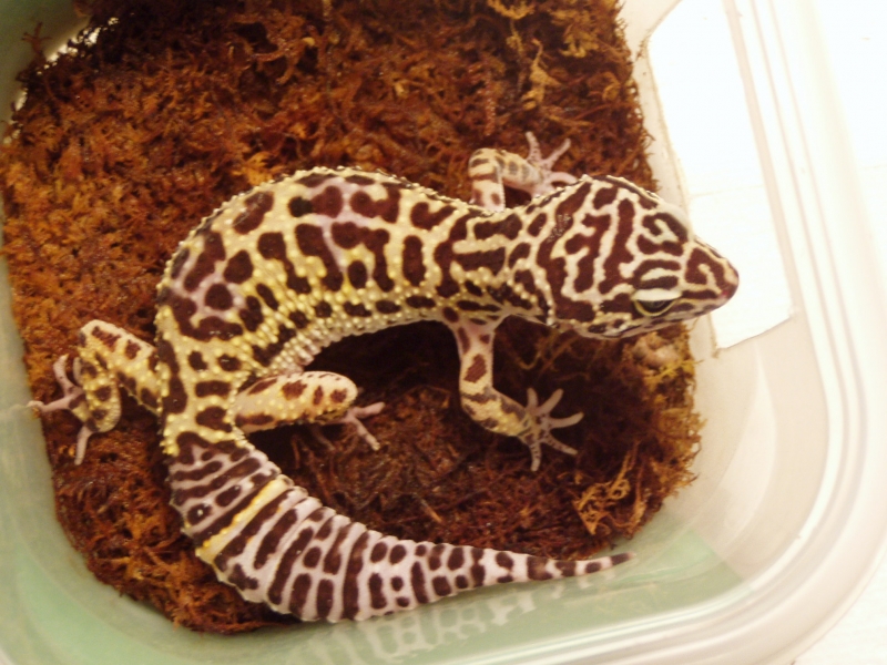 bichitos006