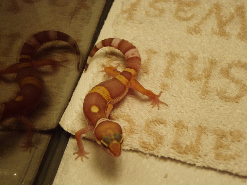 bichitos010