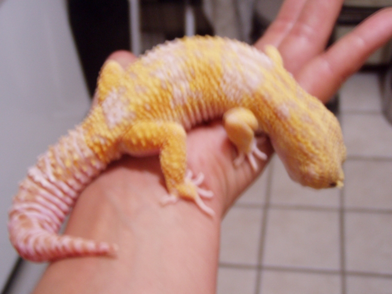 bichitos016