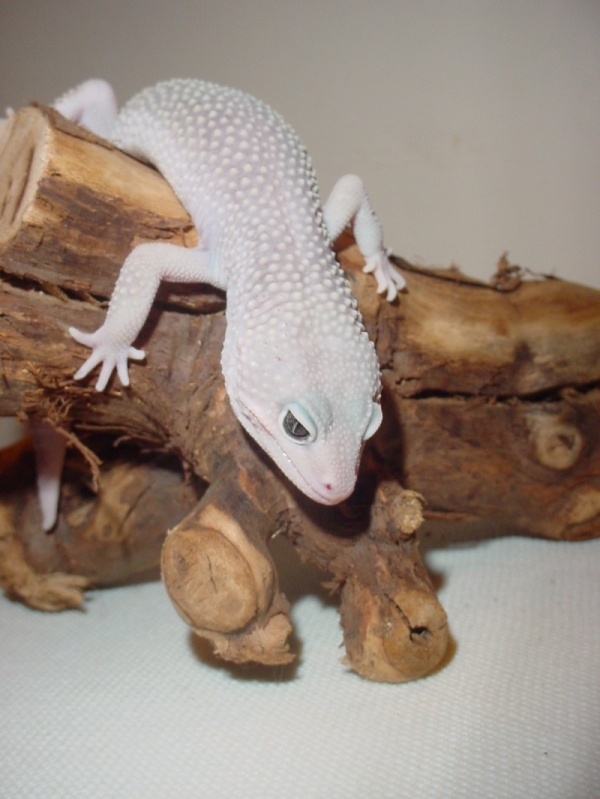 Big bliz