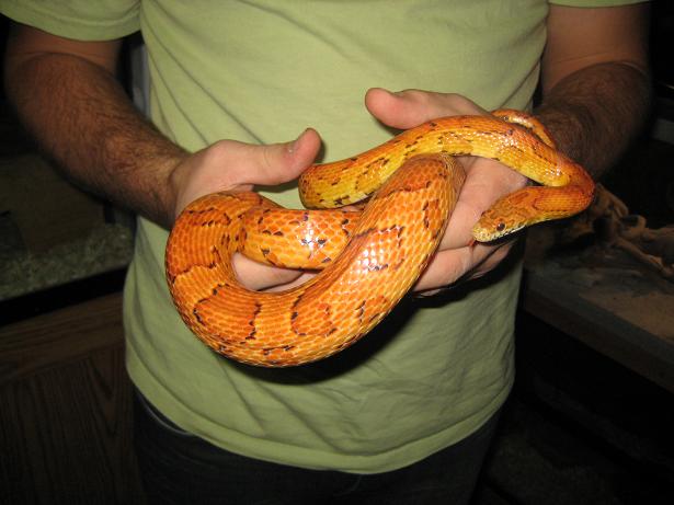 Big Male Corn