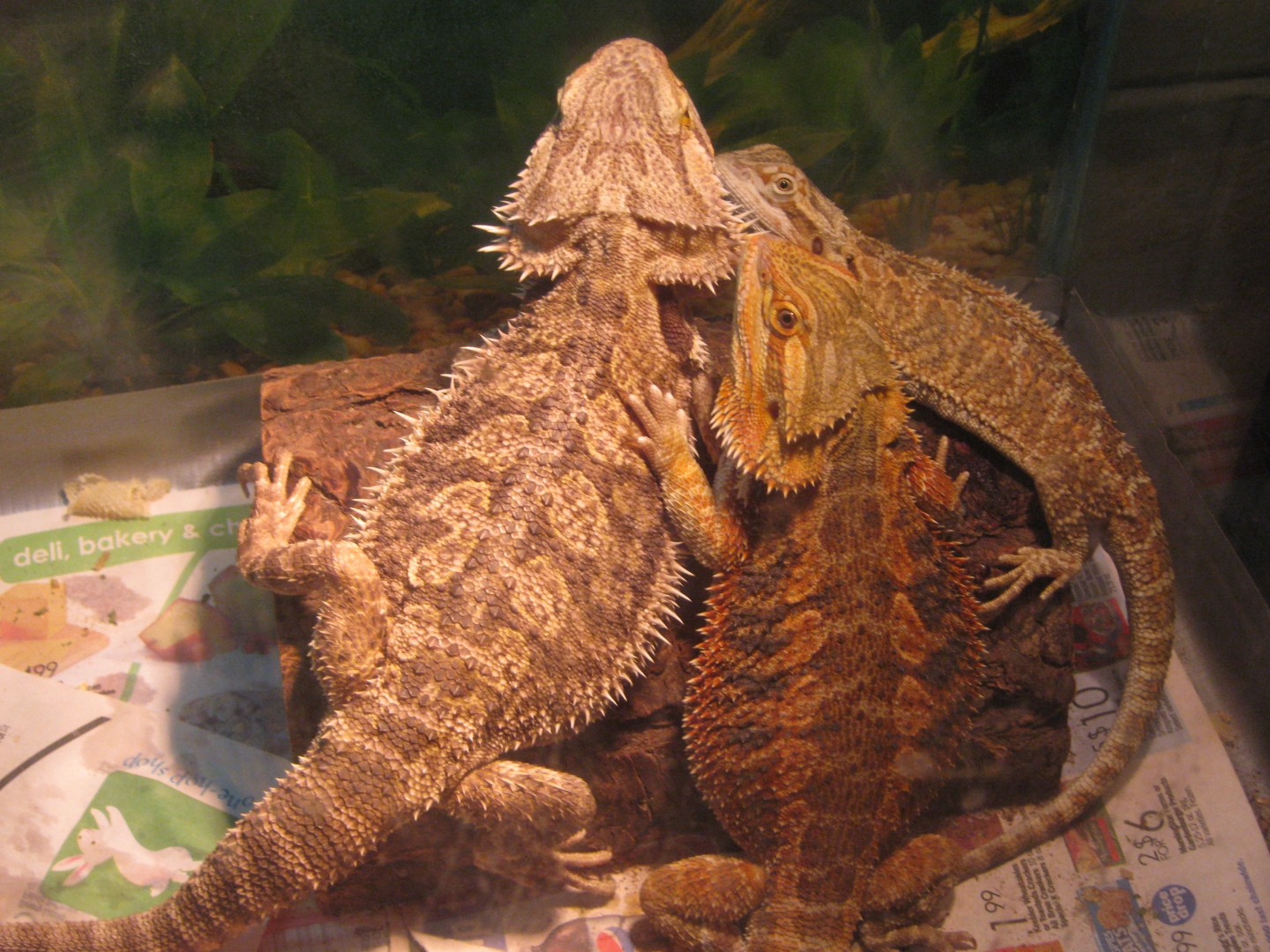 Big Mama, C.B. and Mr. M