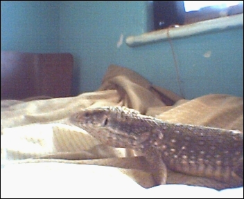 big_bosc_again