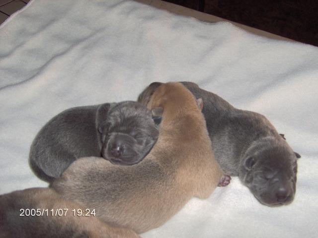 Big_Boys_Babies_all_together