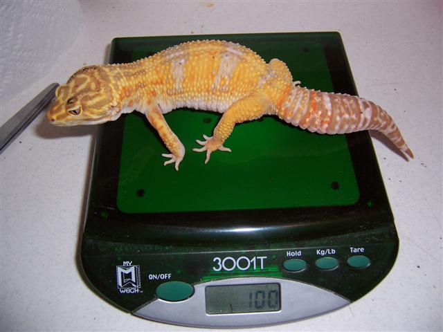 biggest female