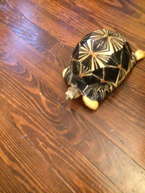 Bill's Radiated Tortoises
