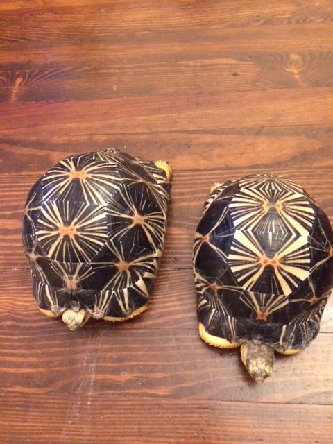 Bill's Radiated Tortoises