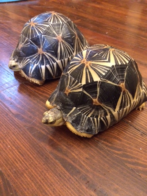 Bill's Radiated Tortoises