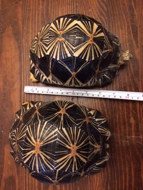 Bill's Radiated Tortoises