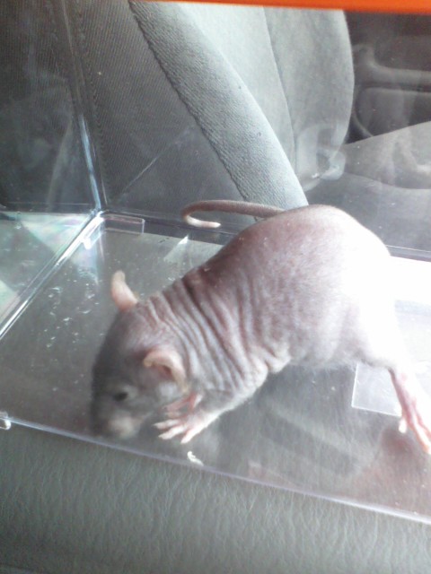 Biscuit the patchwork hairless 1