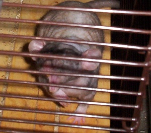 Biscuit the patchwork hairless 3