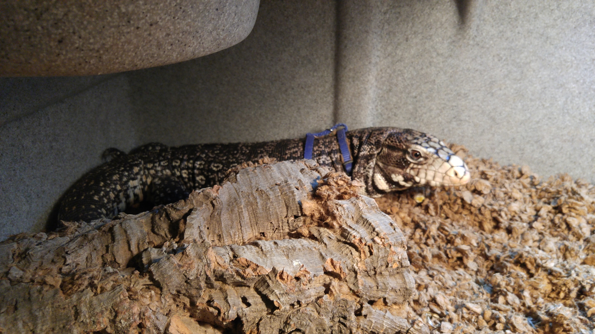 Black &amp;amp; White Argentine Tegu for Adoption