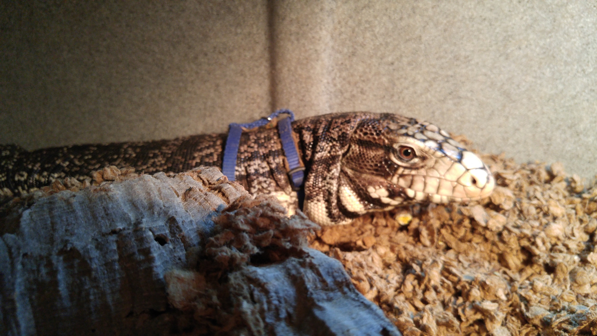 Black &amp;amp; White Argentine Tegu for Adoption
