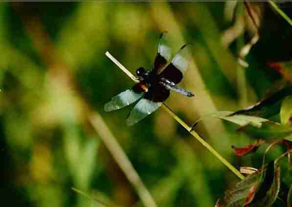 Black and Blue Dragonfly
