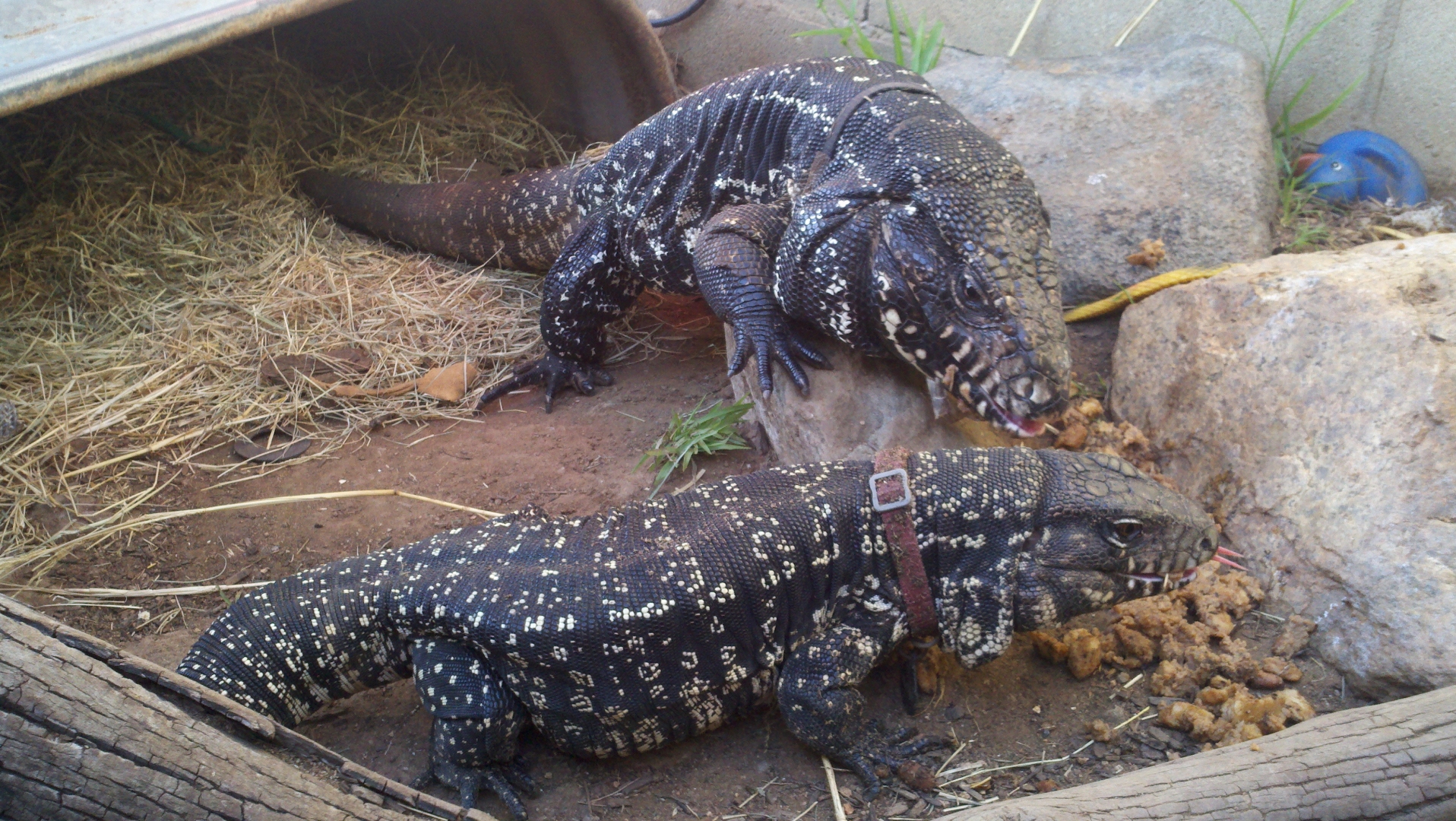 Black and White Tegus