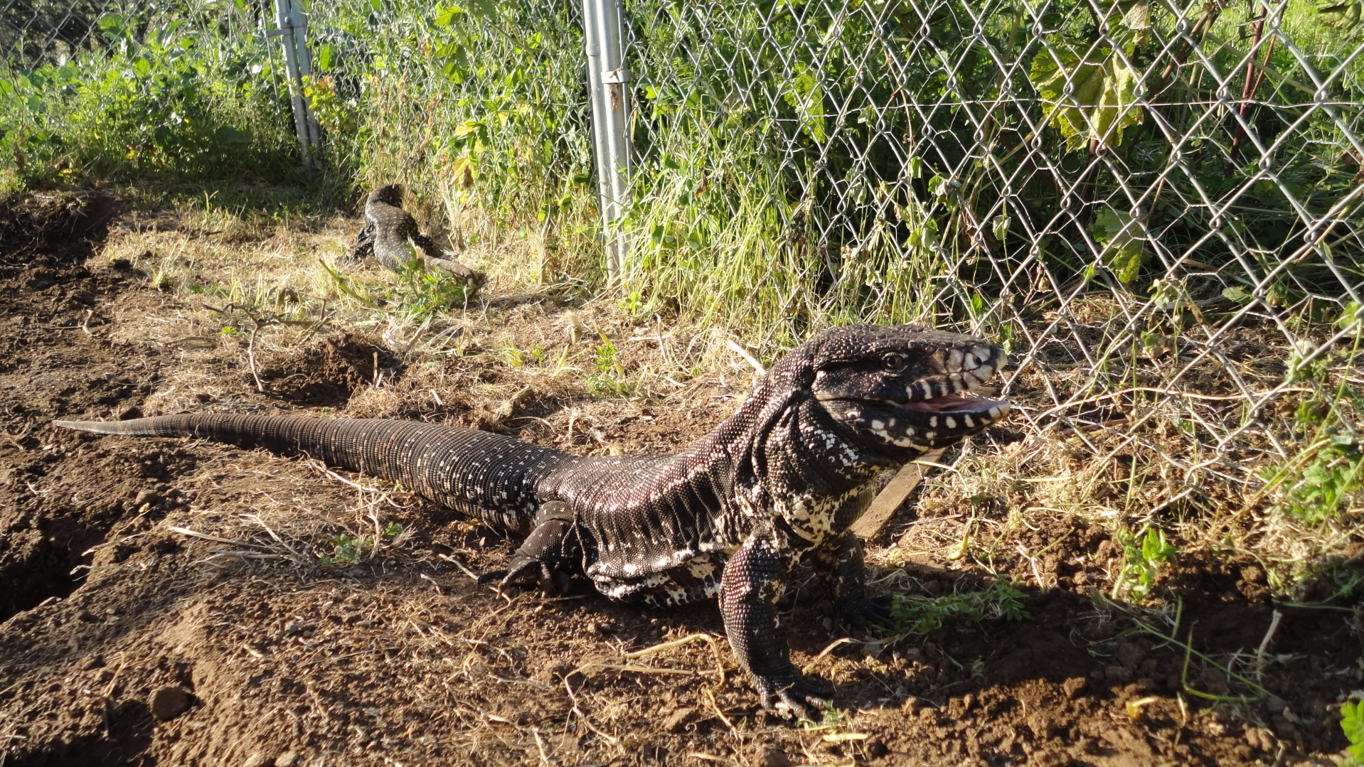 Black and White Tegus