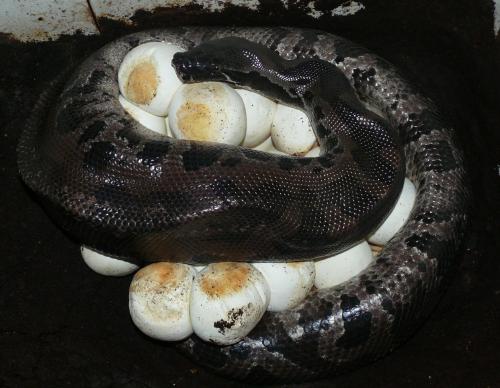 Black bloodpython breeding