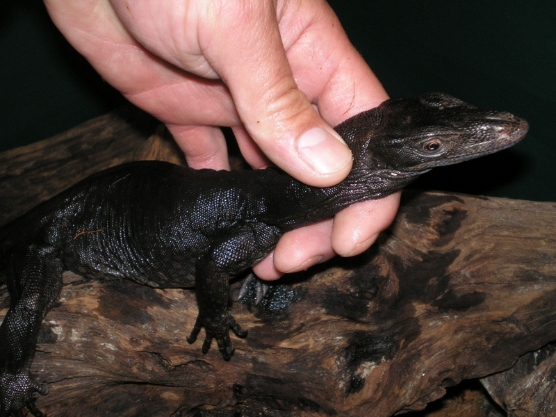 black dragon
