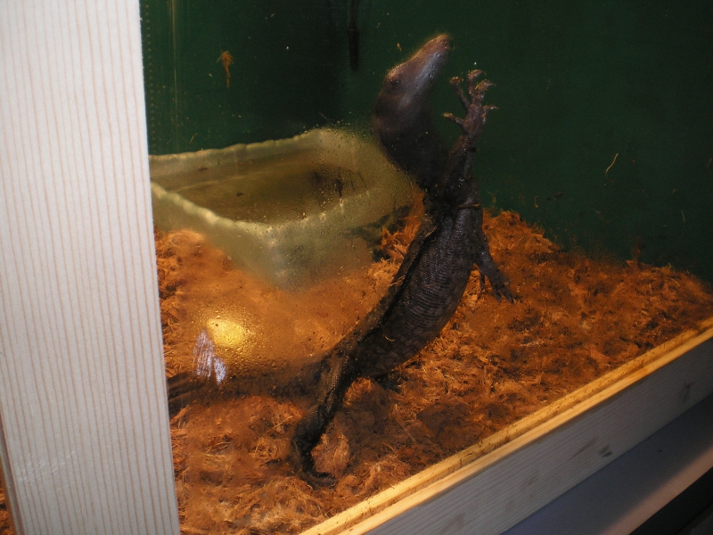 black dragon