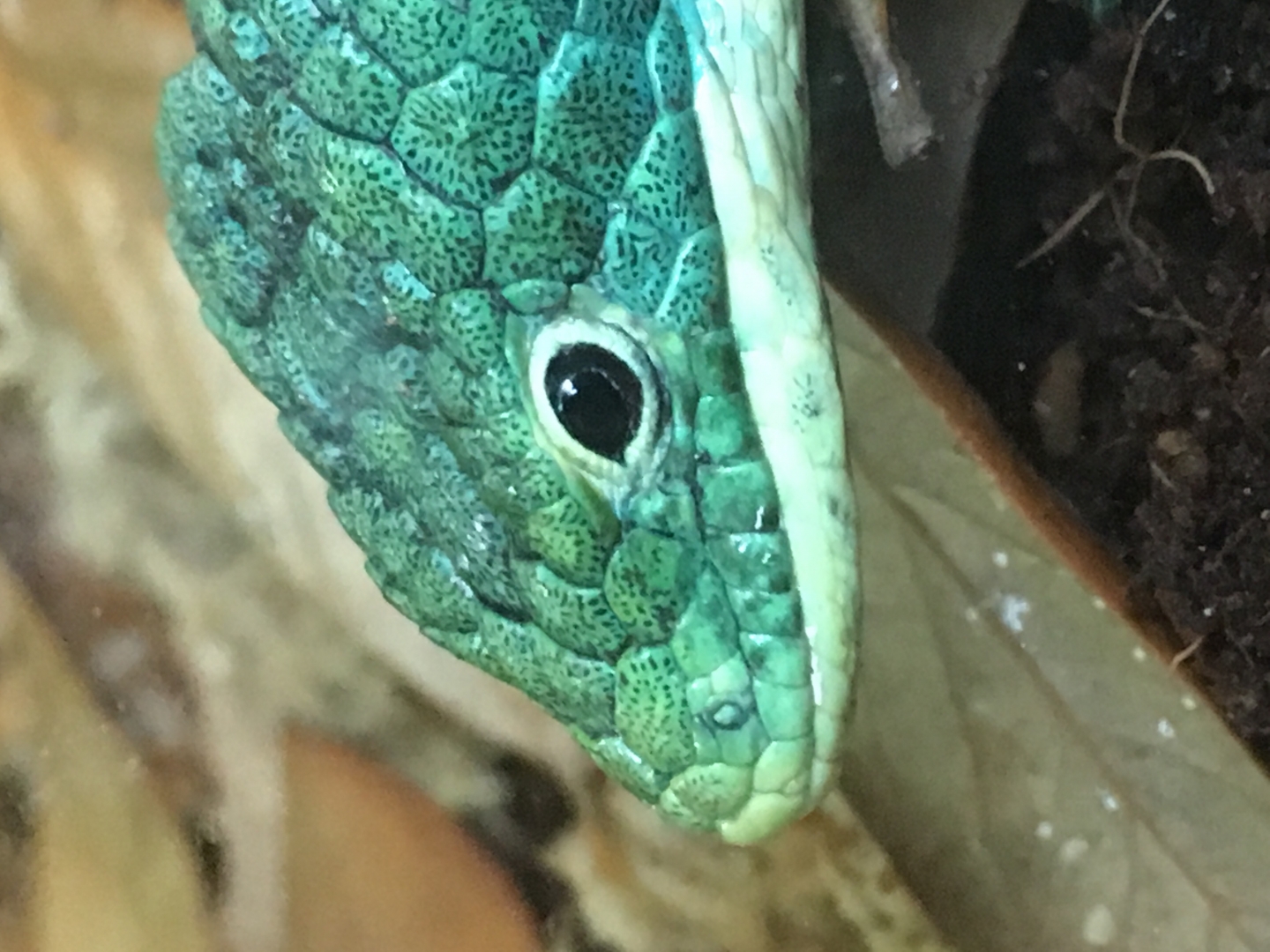 Black Eyed Abronia Gramenia