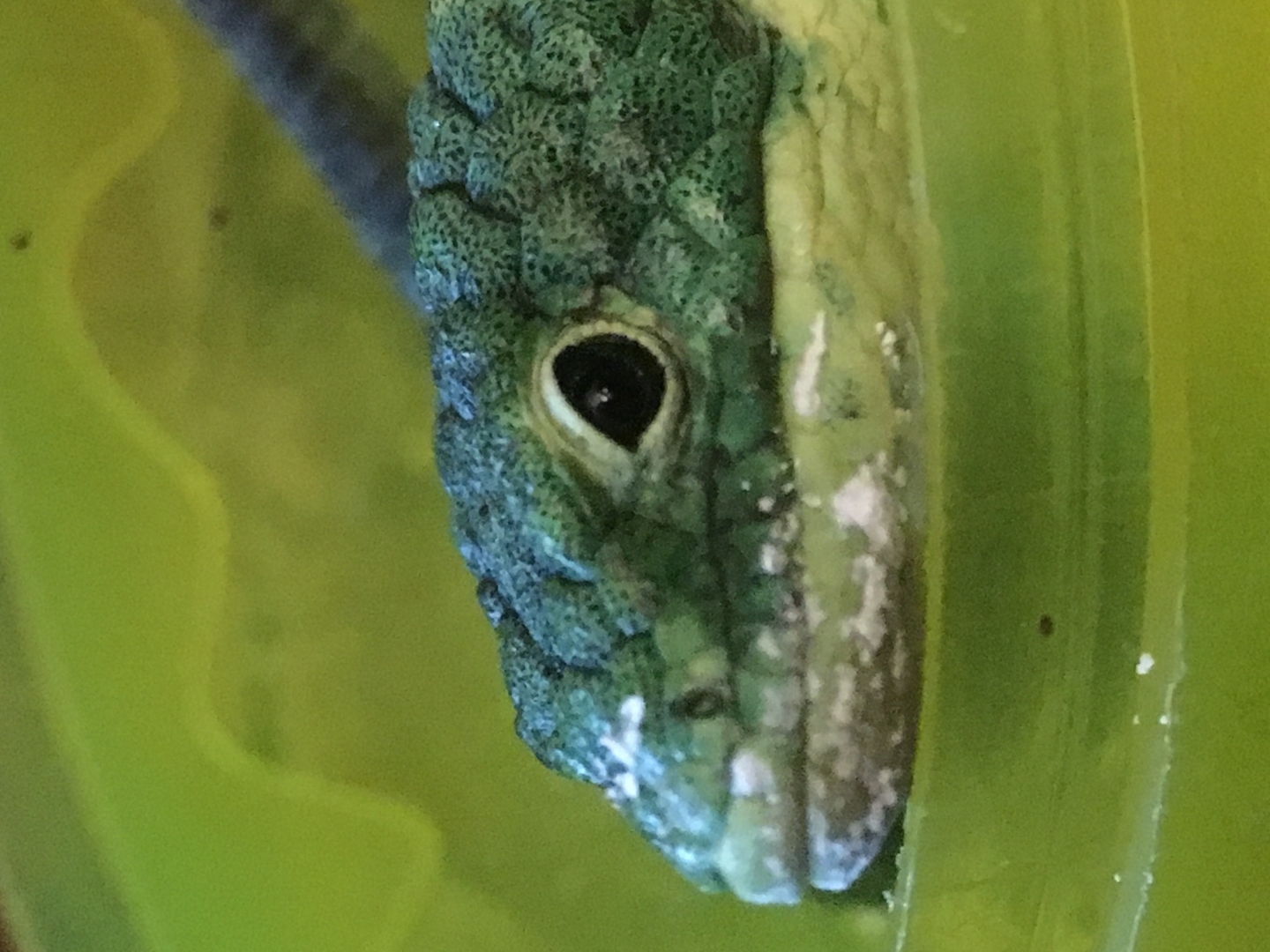Black Eyed Abronia Gramenia