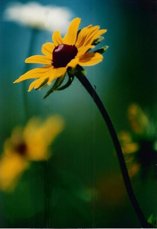 Black Eyed Susan