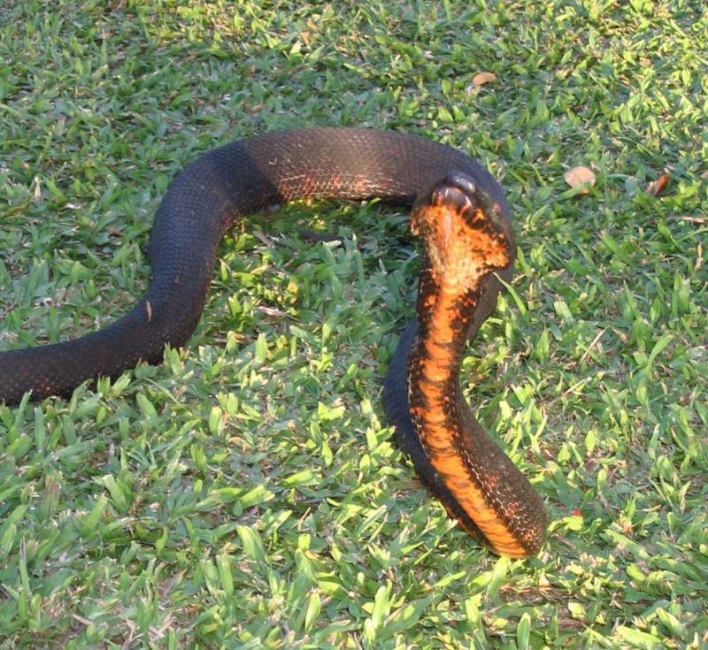 Black Fiji Boa reared up