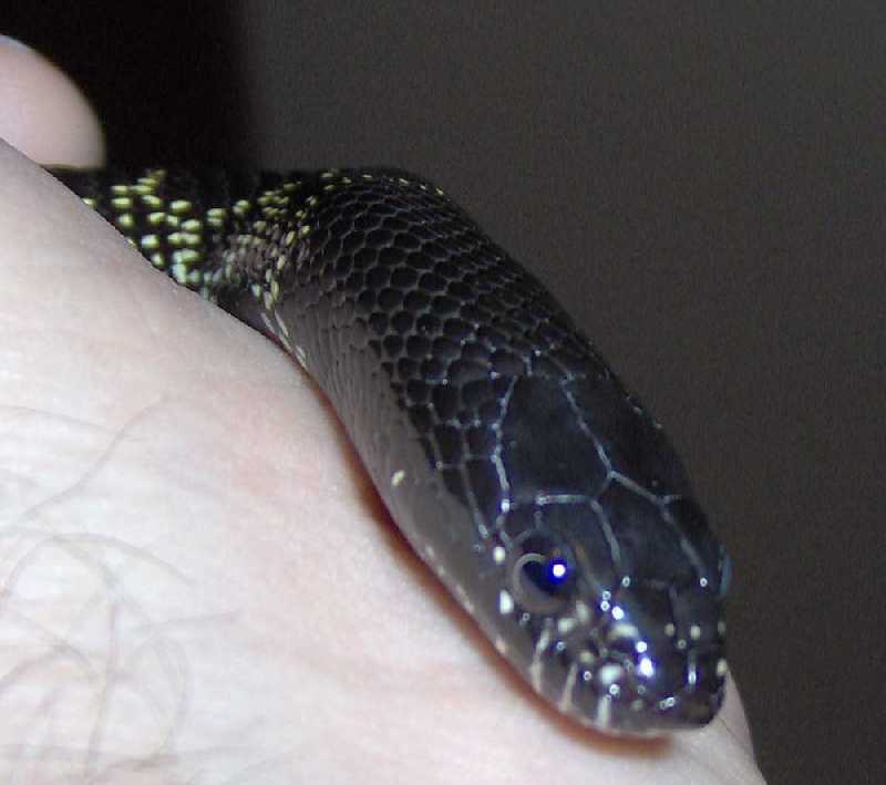 Black King (Nigra?)