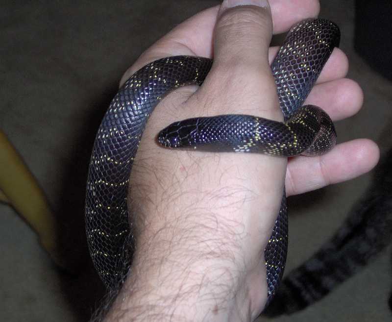 Black King (Nigra?)