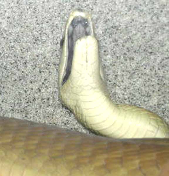 Black Mamba