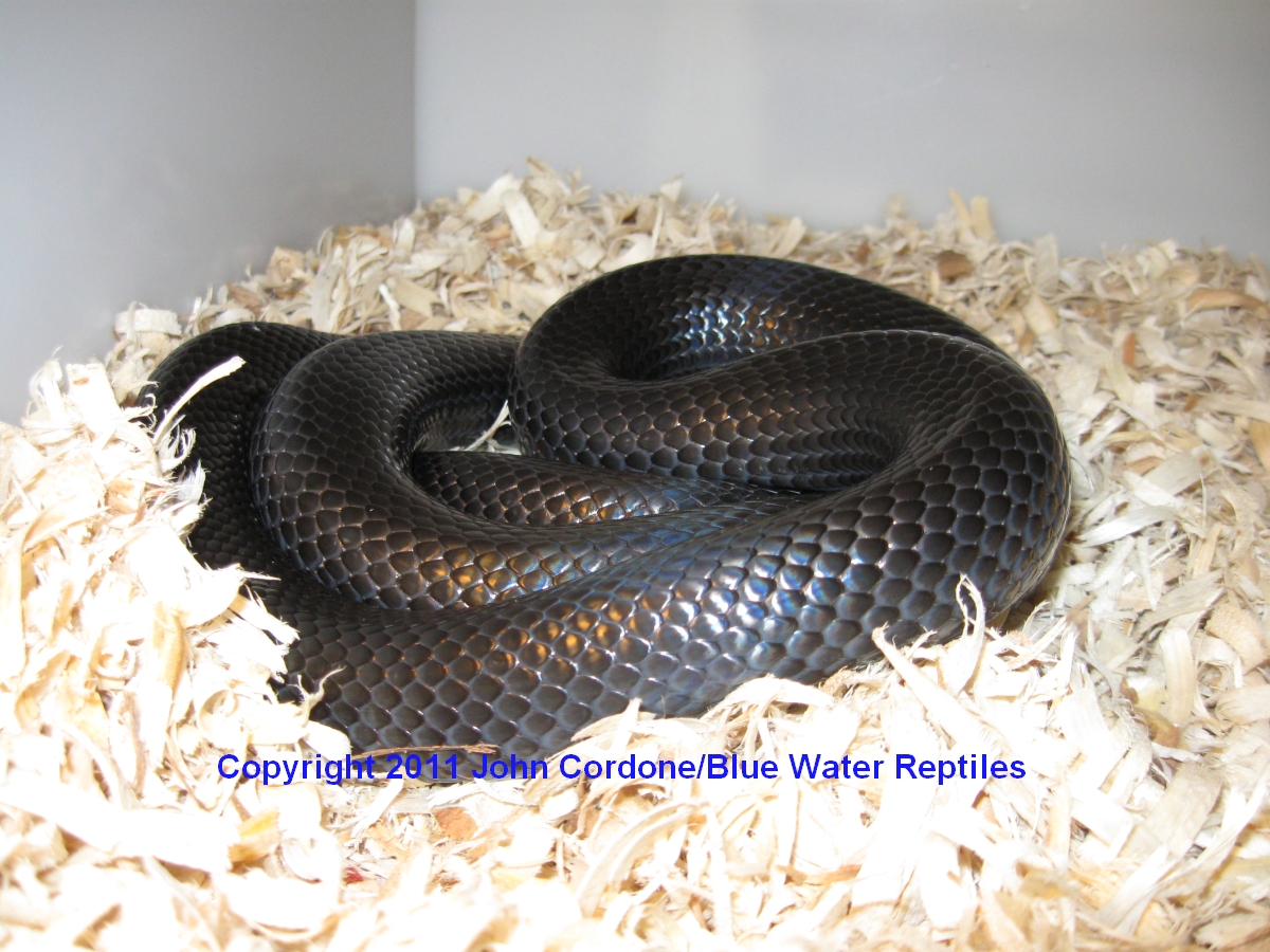 Black Milksnake - Male 2007