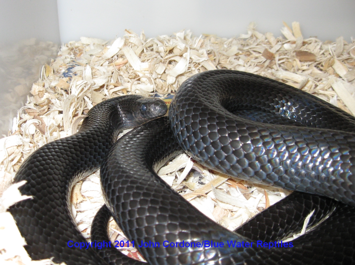 Black Milksnake - Male 2007