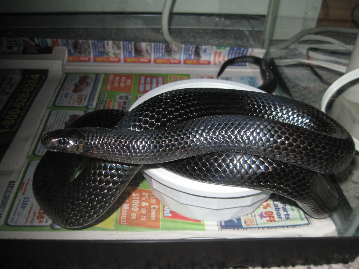 Black Milksnake Male
